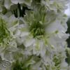 Delphinium Elatum Green Twist